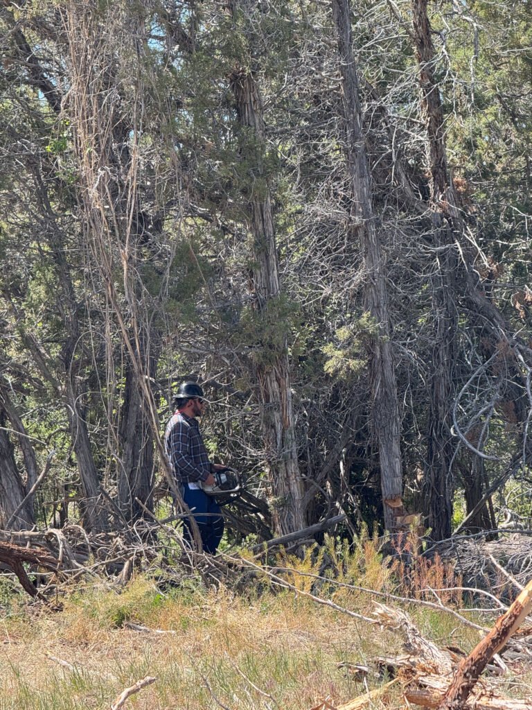 Forestry and land clearing work among trees and brush